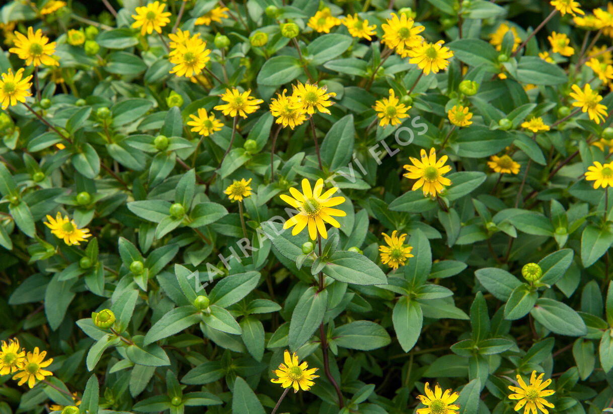 Vitálka poléhavá 'Solaris' - Sanvitalia procumbens 'Solaris'