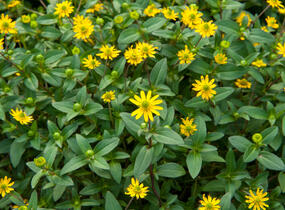 Vitálka poléhavá 'Solaris' - Sanvitalia procumbens 'Solaris'