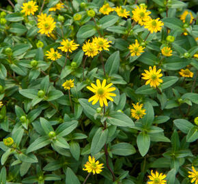 Vitálka poléhavá 'Solaris' - Sanvitalia procumbens 'Solaris'