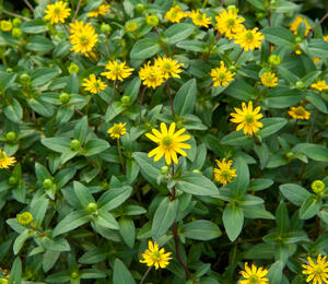 Vitálka poléhavá 'Solaris' - Sanvitalia procumbens 'Solaris'