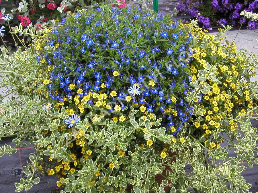 Vitálka poléhavá 'Solaris' - Sanvitalia procumbens 'Solaris'