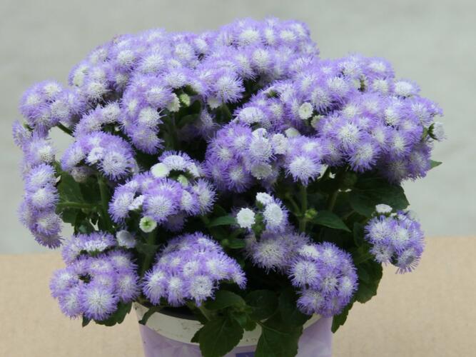 Nestařec americký 'Ariella Power Bicolor' - Ageratum houstonianum 'Ariella Power Bicolor'