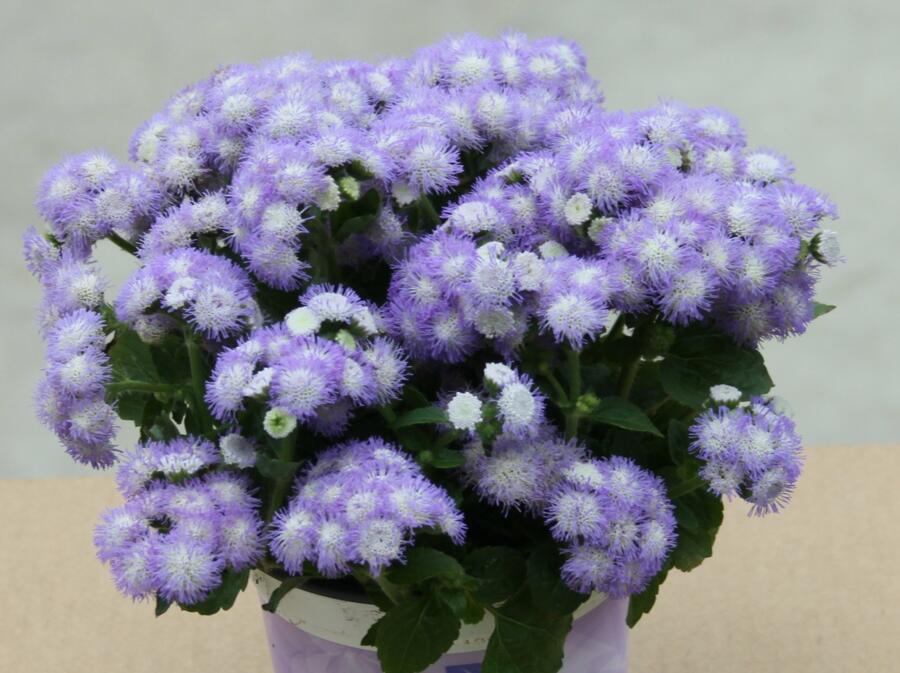 Nestařec americký 'Ariella Power Bicolor' - Ageratum houstonianum 'Ariella Power Bicolor'