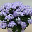 Nestařec americký 'Ariella Power Bicolor' - Ageratum houstonianum 'Ariella Power Bicolor'