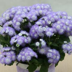 Nestařec americký 'Ariella Power Bicolor' - Ageratum houstonianum 'Ariella Power Bicolor'