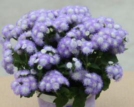 Nestařec americký 'Ariella Power Bicolor'