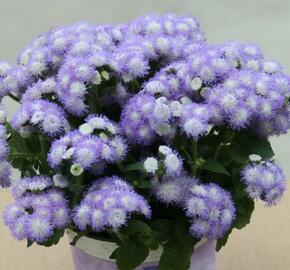 Nestařec americký 'Ariella Power Bicolor' - Ageratum houstonianum 'Ariella Power Bicolor'