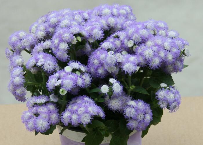 Nestařec americký 'Ariella Power Bicolor' - Ageratum houstonianum 'Ariella Power Bicolor'