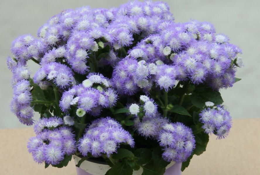 Nestařec americký 'Ariella Power Bicolor' - Ageratum houstonianum 'Ariella Power Bicolor'