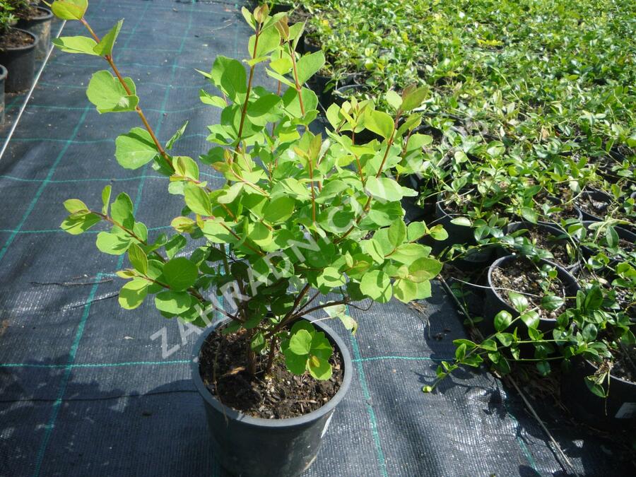 Pámelník Doorenbosův 'Mother of Pearl' - Symphoricarpos doorenbosii 'Mother of Pearl'