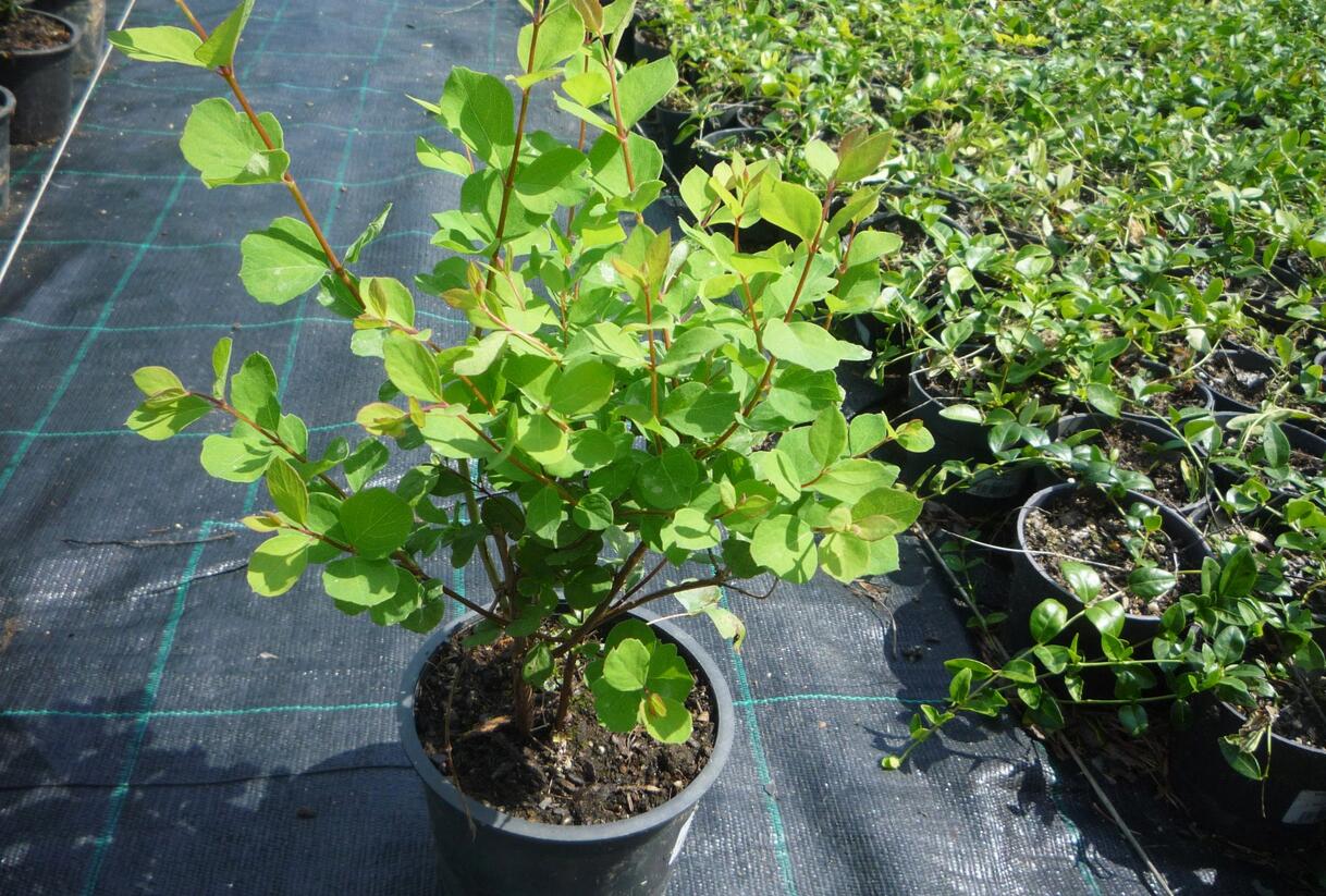 Pámelník Doorenbosův 'Mother of Pearl' - Symphoricarpos doorenbosii 'Mother of Pearl'