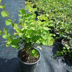 Pámelník Doorenbosův 'Mother of Pearl' - Symphoricarpos doorenbosii 'Mother of Pearl'