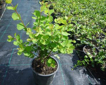 Pámelník Doorenbosův 'Mother of Pearl'