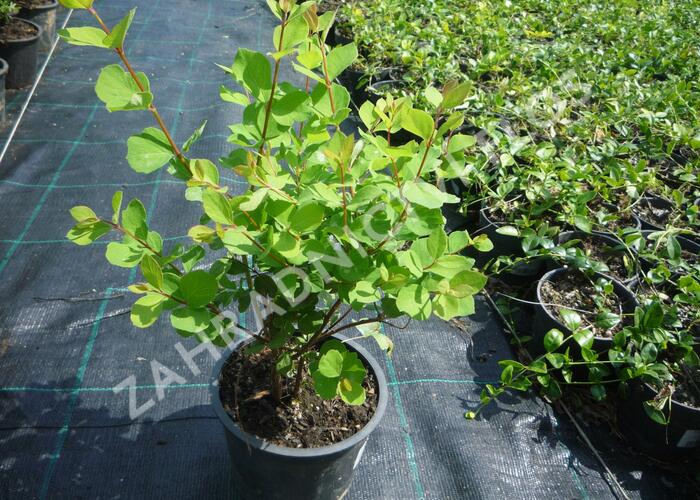 Pámelník Doorenbosův 'Mother of Pearl' - Symphoricarpos doorenbosii 'Mother of Pearl'