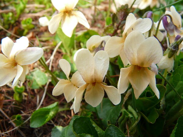 Violka vonná 'Sulphurea' - Viola odorata 'Sulphurea'