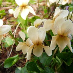 Violka vonná 'Sulphurea' - Viola odorata 'Sulphurea'