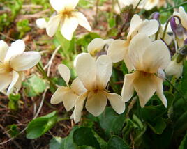 Violka vonná 'Sulphurea'