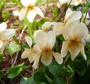 Violka vonná 'Sulphurea' - Viola odorata 'Sulphurea'