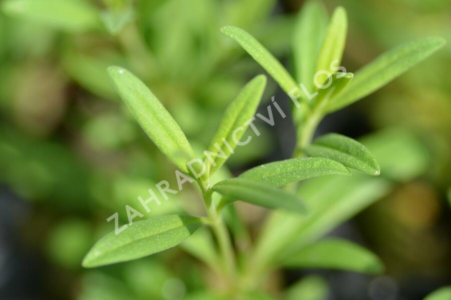 Yzop lékařský - Hyssopus officinalis