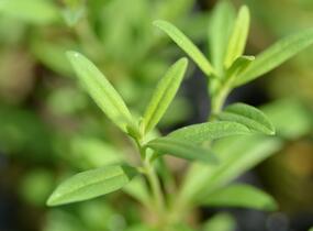 Yzop lékařský - Hyssopus officinalis