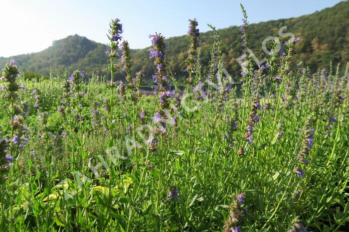 Yzop lékařský - Hyssopus officinalis