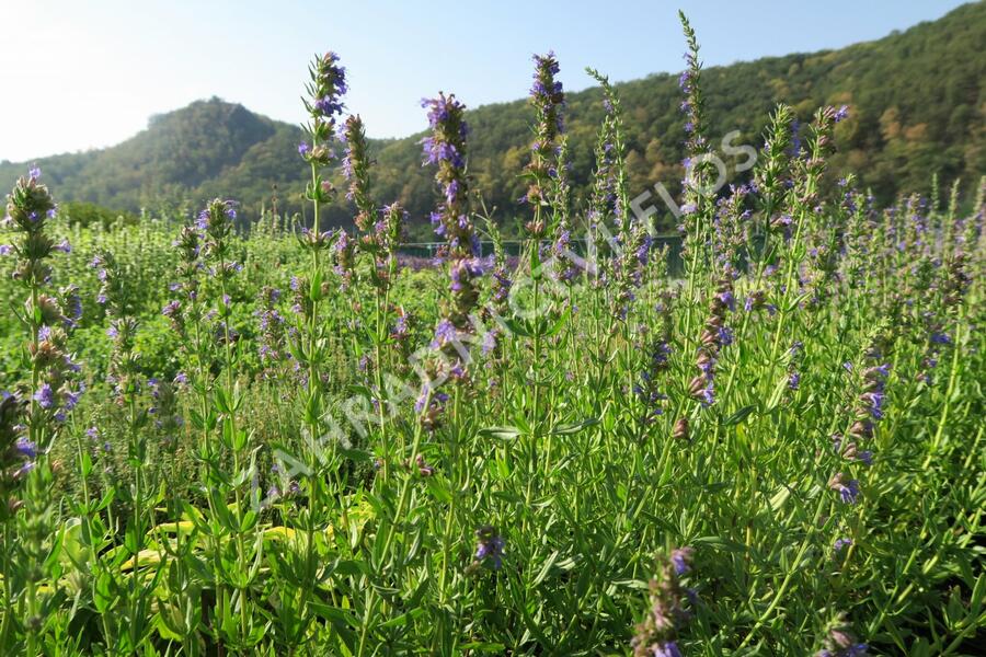 Yzop lékařský - Hyssopus officinalis