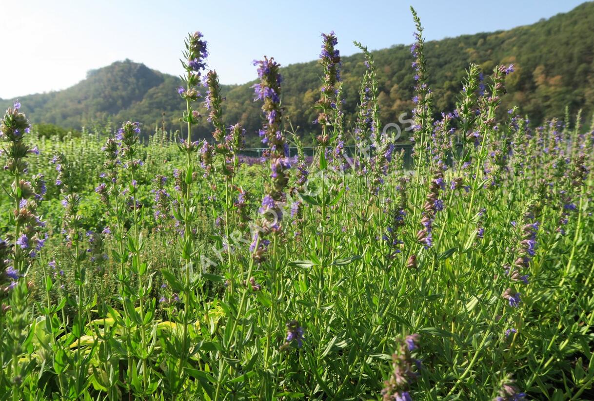 Yzop lékařský - Hyssopus officinalis