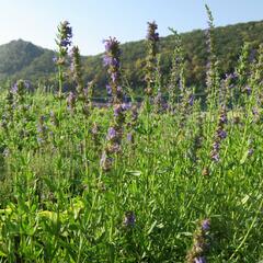 Yzop lékařský - Hyssopus officinalis