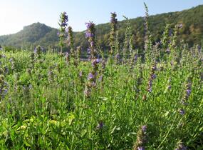 Yzop lékařský - Hyssopus officinalis