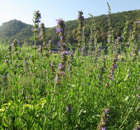 Yzop lékařský - Hyssopus officinalis