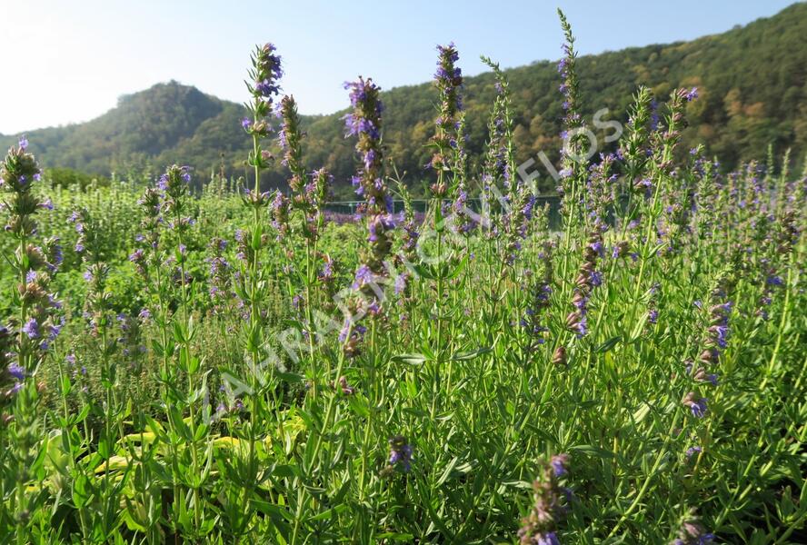Yzop lékařský - Hyssopus officinalis