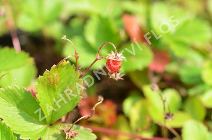 Jahodník měsíční (Wildform) - Fragaria vesca (Wildform)