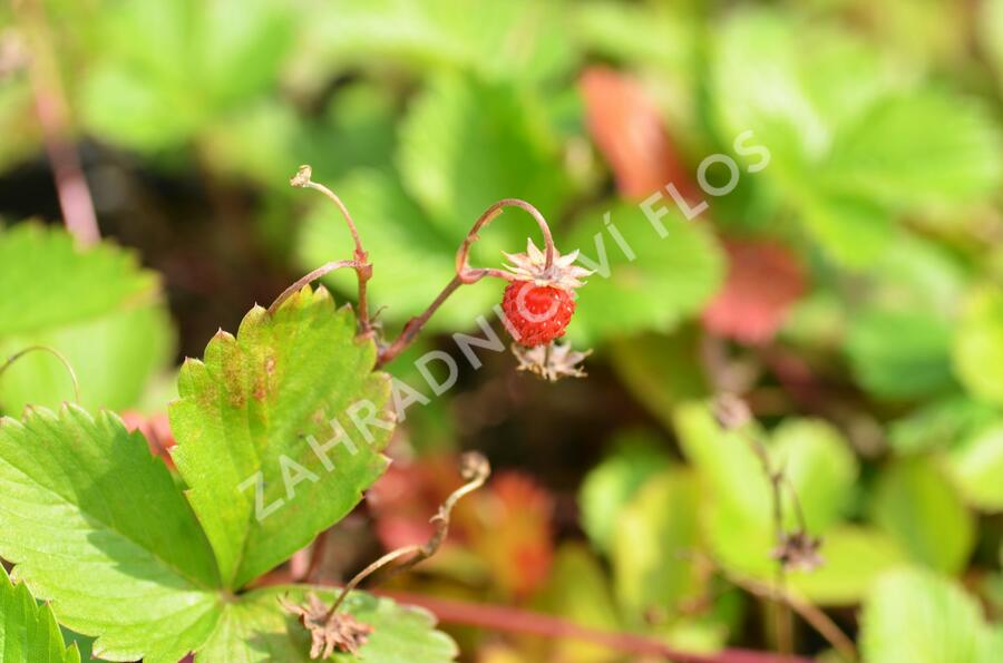 Jahodník měsíční (Wildform) - Fragaria vesca (Wildform)