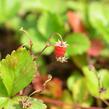 Jahodník měsíční (Wildform) - Fragaria vesca (Wildform)