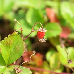 Jahodník měsíční (Wildform) - Fragaria vesca (Wildform)