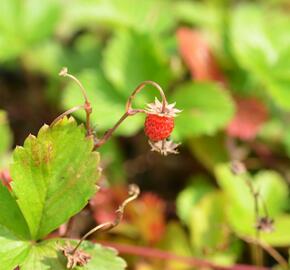 Jahodník měsíční (Wildform) - Fragaria vesca (Wildform)