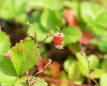 Jahodník měsíční (Wildform)