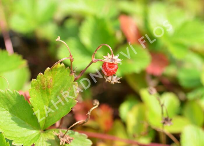 Jahodník měsíční (Wildform) - Fragaria vesca (Wildform)