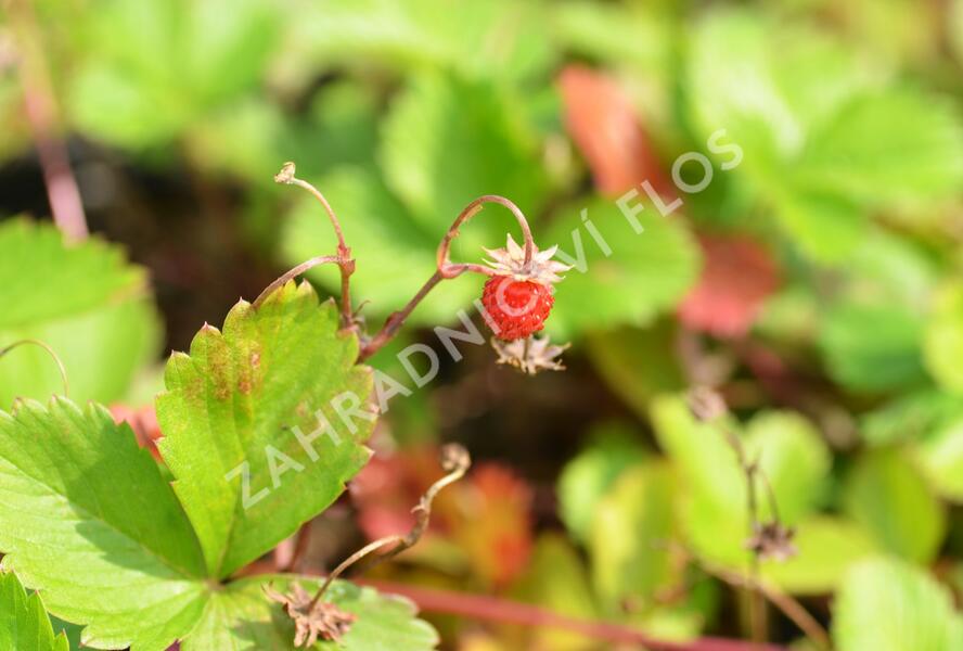 Jahodník měsíční (Wildform) - Fragaria vesca (Wildform)