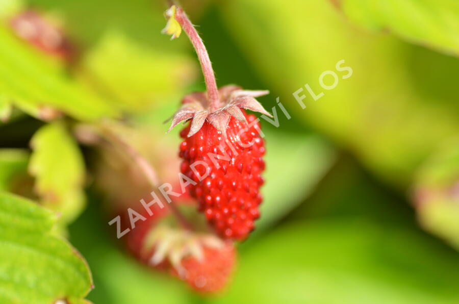 Jahodník měsíční 'Rügen' - Fragaria vesca 'Rügen'