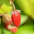 Jahodník měsíční 'Rügen' - Fragaria vesca 'Rügen'