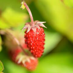 Jahodník měsíční 'Rügen' - Fragaria vesca 'Rügen'