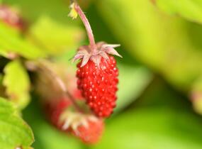 Jahodník měsíční 'Rügen' - Fragaria vesca 'Rügen'