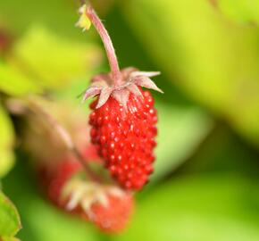 Jahodník měsíční 'Rügen' - Fragaria vesca 'Rügen'