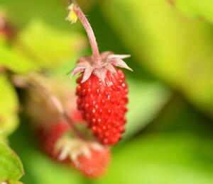 Jahodník měsíční 'Rügen' - Fragaria vesca 'Rügen'