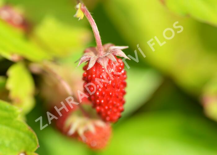 Jahodník měsíční 'Rügen' - Fragaria vesca 'Rügen'