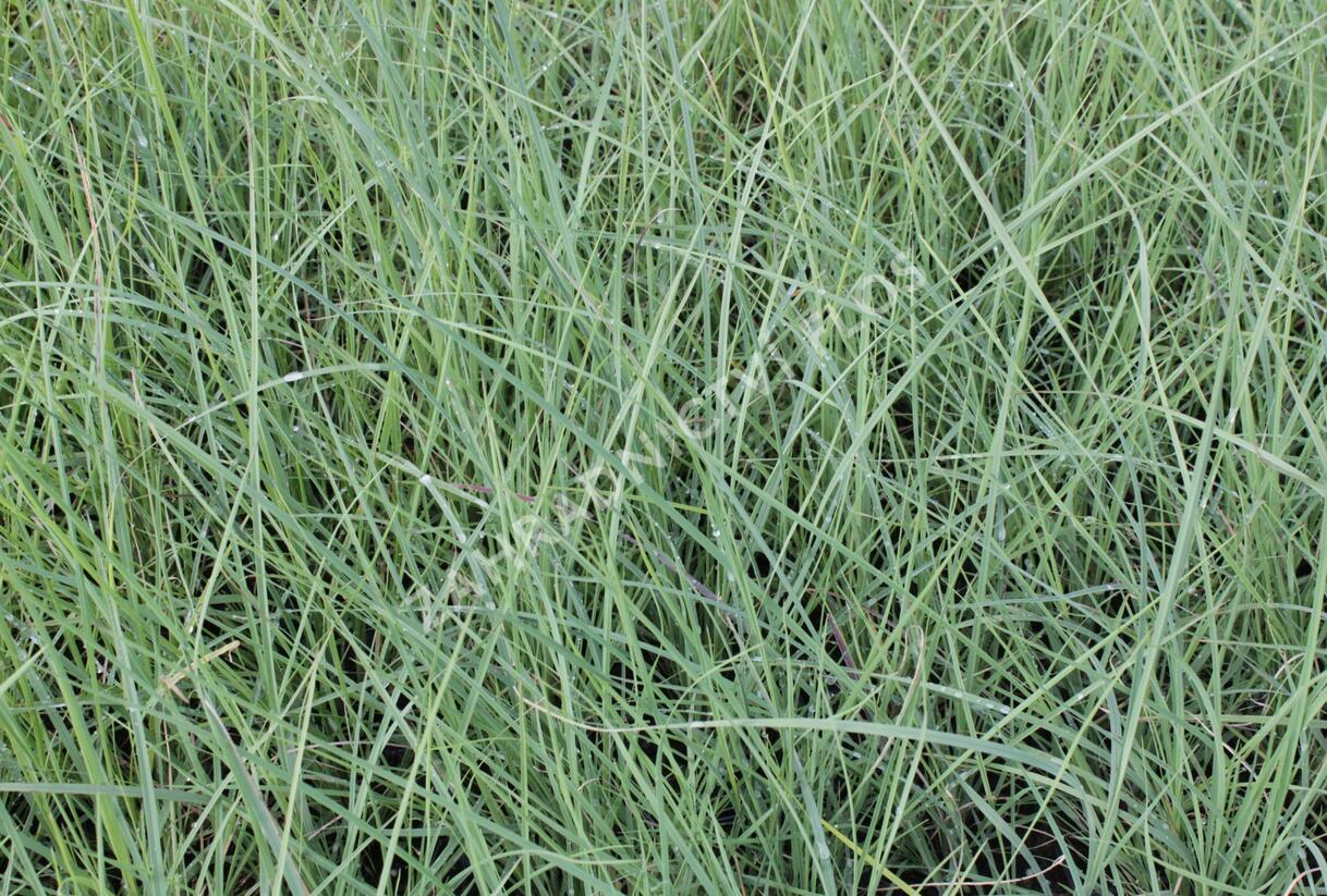 Muhla lindheimerova - Muehlenbergia lindheimeri