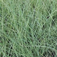 Muhla lindheimerova - Muehlenbergia lindheimeri