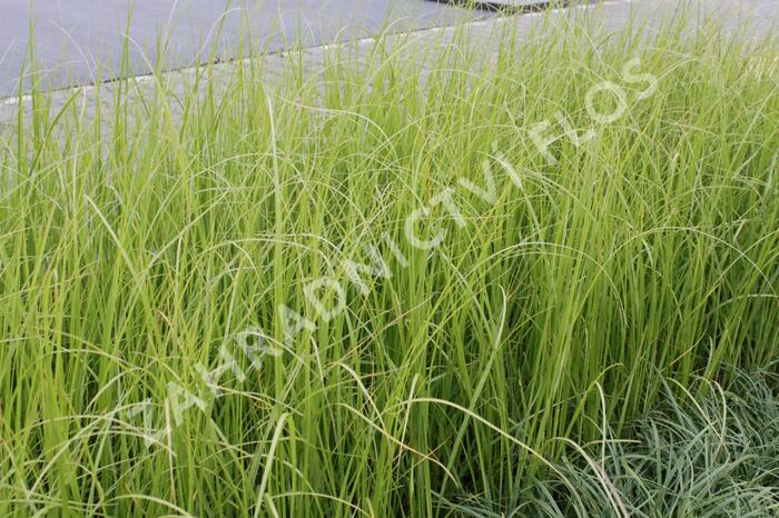 Pampová tráva 'Rosa Feder' - Cortaderia selloana 'Rosa Feder'