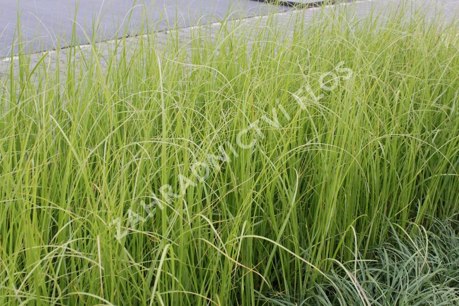 Pampová tráva 'Rosa Feder' - Cortaderia selloana 'Rosa Feder'